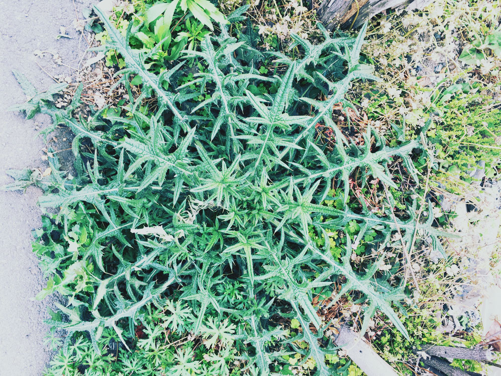 植物 自然 モチーフ ヒント