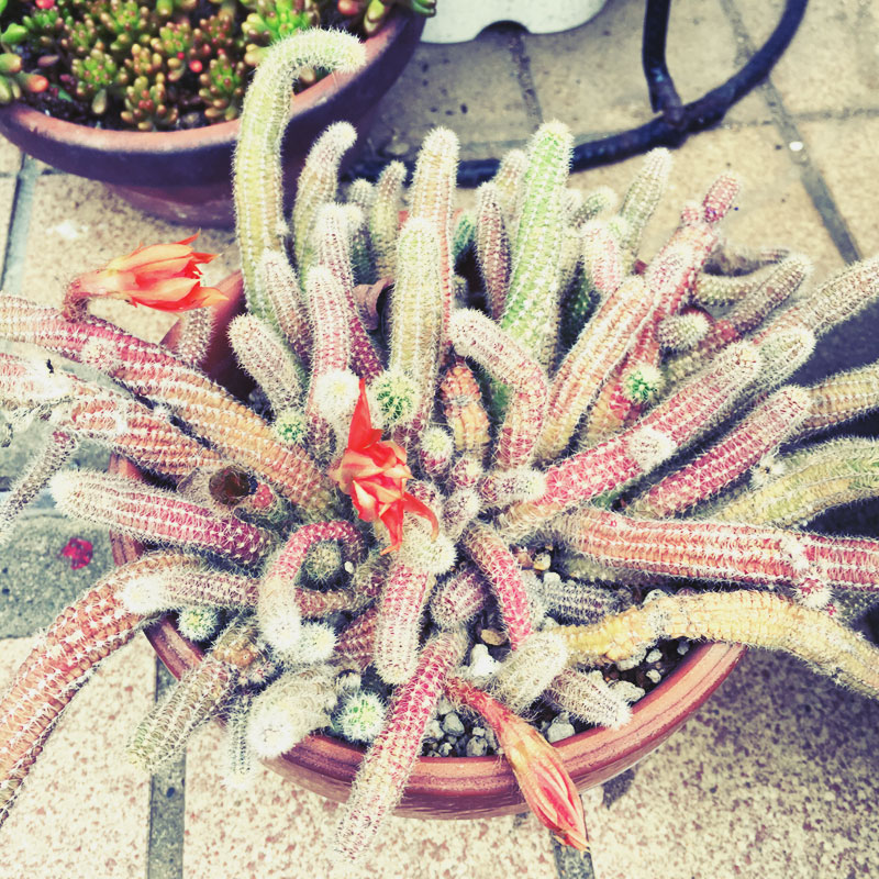 サボテン　にょろにょろ