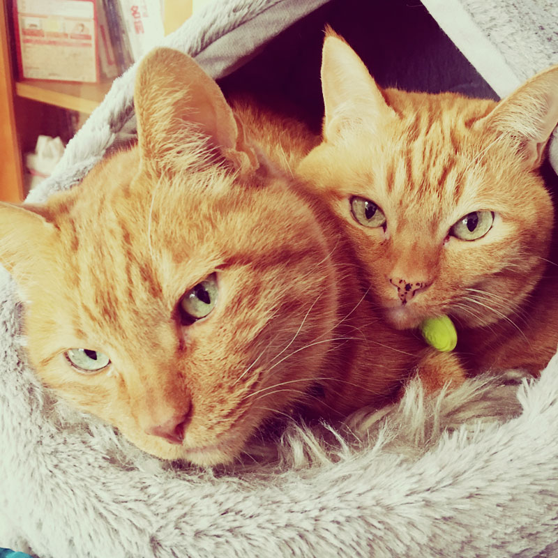 チビ副店長 トラ次