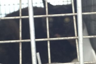 サビ猫