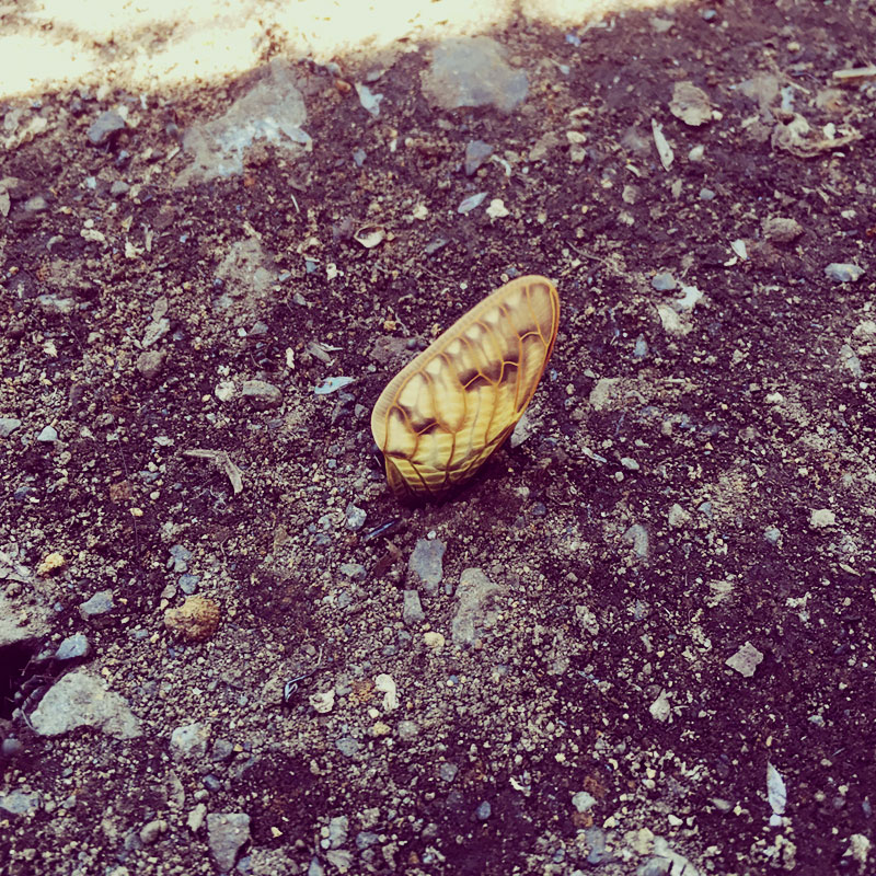 アリがセミの羽を