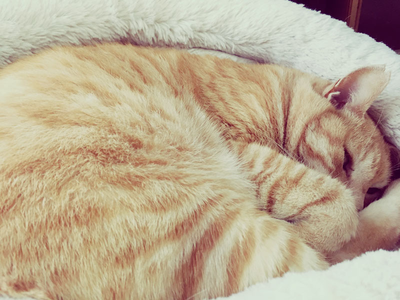 トラ猫 うすっぺ