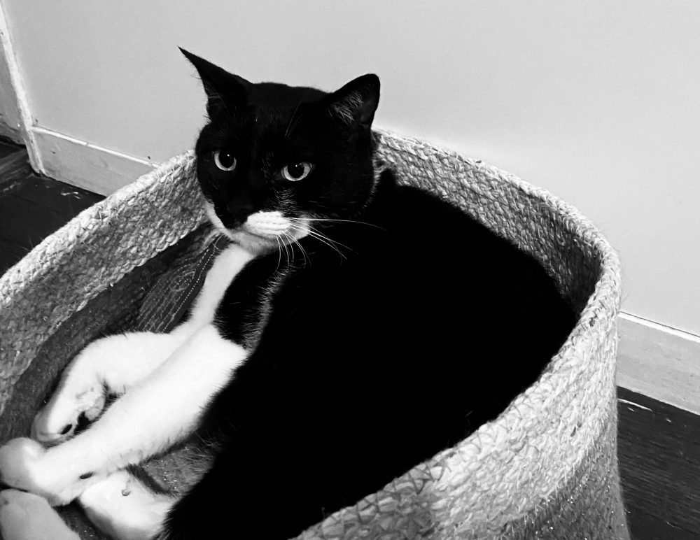 かご入りジロー