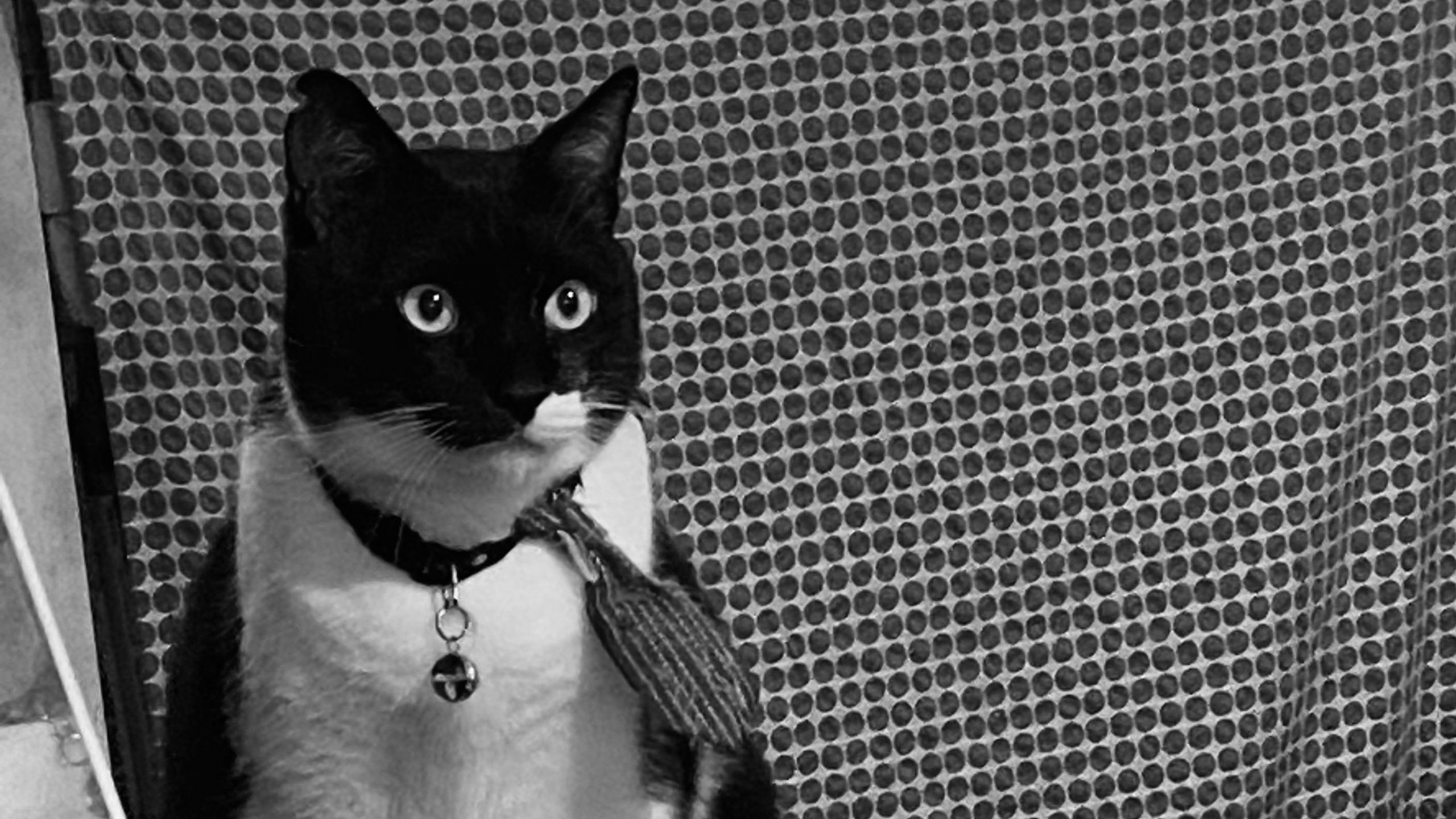 My Cat’s New Toilet