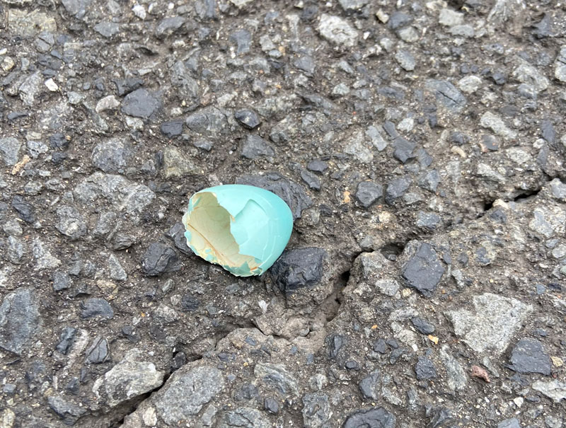 Blue egg