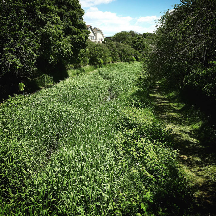 ゴールデンウィークの散歩｜５月のきれいな野草