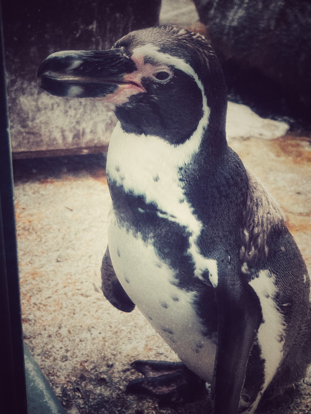 penguin